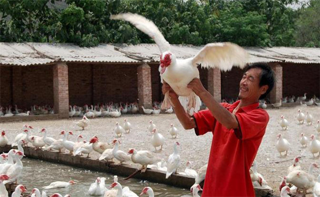 美洲雁的養(yǎng)殖技術(shù)要點