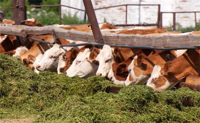 干、青切碎混合飼喂