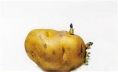 家禽馬鈴薯中毒的防治方法，以及如何預防？