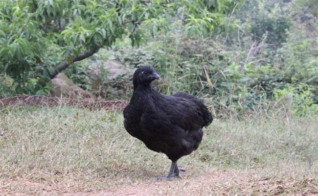 十五種特種畜禽養(yǎng)殖前景展望