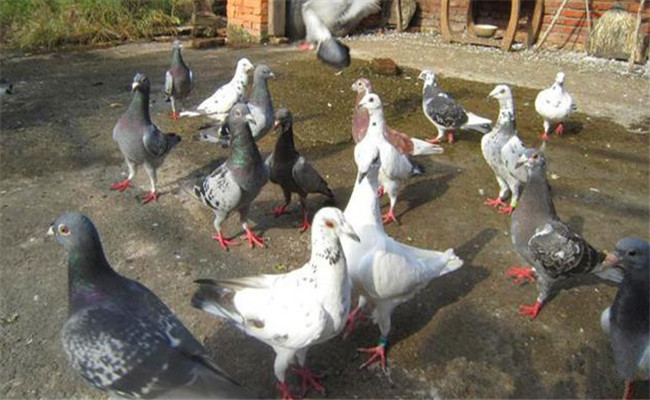 乳鴿怎樣喂養(yǎng)？乳鴿的飼養(yǎng)管理要做到六點