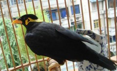 養(yǎng)鳥(niǎo)要注意什么？介紹鳥(niǎo)的衛(wèi)生要求及四季管理