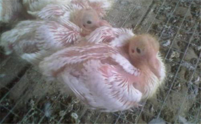 人工哺育乳鴿技術