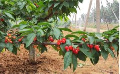 車?yán)遄舆m合在哪里種植，車?yán)遄臃N植技術(shù)與管理