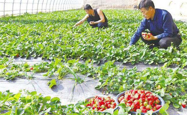 草莓對(duì)生長環(huán)境有什么要求