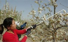 李子花期如何管理？李子花期有哪些注意事項？