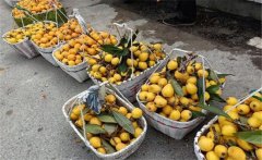 枇杷的產(chǎn)地在哪里，枇杷一般什么時間上市？