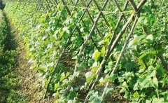 豆角種植密度與間隔如何掌握？豆角的管理要點(diǎn)