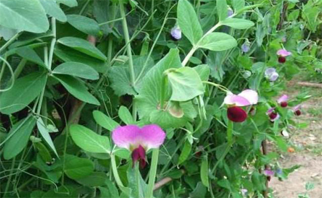 豆角從開花到采摘需要多長(zhǎng)時(shí)間