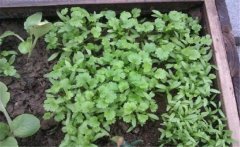 香菜（芫荽）白粉虱如何防治？發(fā)生規(guī)律是什么