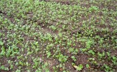 影響胡蘿卜出苗率的因素有哪些？