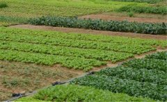 春季大白菜如何種植？大白菜種植技術(shù)！