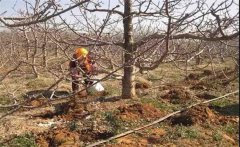 櫻桃如何種植？櫻桃種植管理方法是什么？