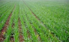 冬小麥如何施肥？小麥的需肥特點(diǎn)是什么？