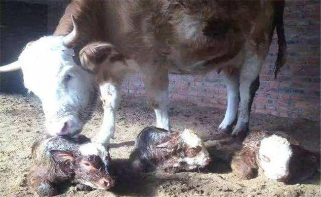 新生牛犢吃土怎么辦