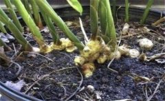 生姜如何盆栽？生姜盆栽的種植方法