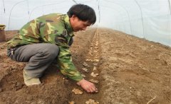 一畝地需要多少斤姜種，能產(chǎn)多少斤生姜？