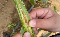 生姜種植如何防治姜薊馬？姜薊馬用什么藥？