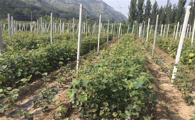 軟棗獼猴桃栽培與管理技術