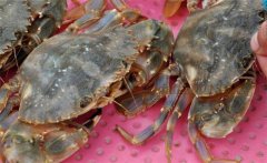 梭子蟹產(chǎn)地在哪里，梭子蟹怎么養(yǎng)？