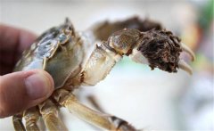 飛蟹什么時(shí)候最肥？吃飛蟹的注意事項(xiàng)