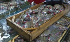 梭子蟹什么時候上市，怎么挑選梭子蟹？