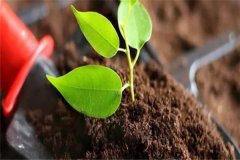 多菌靈可以直接澆灌嗎？如何使用多菌靈灌根？