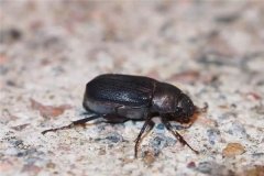 多菌靈能殺死害蟲(chóng)嗎？一包多菌靈可拌多少土？