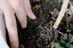 多菌靈可以直接拌花土嗎？多菌靈土壤消毒方法