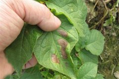 土豆的主要病害有哪些，用什么藥防治？