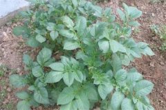 土豆秧用不用打尖和打叉，開(kāi)花后施什么肥料？