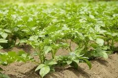 土豆的生長(zhǎng)周期多少天？種土豆的方法和步驟