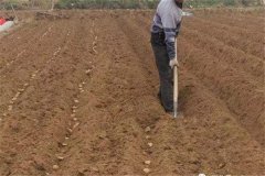 土豆什么時(shí)候種合適？土豆苗期的管理要點(diǎn)