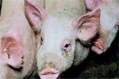 育肥豬霉菌毒素中毒癥狀，怎么治療 多久能恢復(fù)