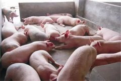 育肥豬不吃食是什么原因，豬不吃食怎么辦？