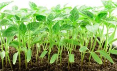 辣椒怎么育苗，辣椒育苗應(yīng)控制的溫度是多少