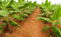 香蕉樹一年一種嗎？香蕉從種植到成熟需要多久