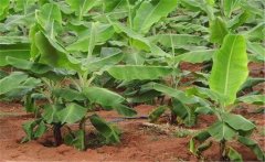 香蕉園怎樣施肥，香蕉園怎么選用除草劑？