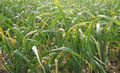 大蒜黃葉和干尖的原因是什么，怎樣解決？