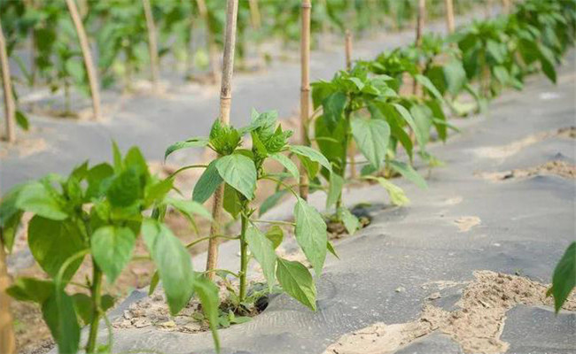 甜椒栽培與管理技術(shù)