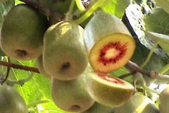 獼猴桃的品種有哪些？