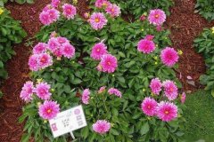 大麗花是一年生還是多年生？大麗花的越冬方法