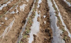 種植黃瓜如何起壟？大棚黃瓜起壟栽培技術(shù)要點