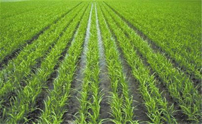 雜交水稻的株距行距是多少