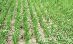 水稻曬田的原因和作用，水稻曬田的注意事項(xiàng)