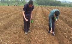 豇豆苗期如何管理？如何確定豇豆的移栽苗齡？