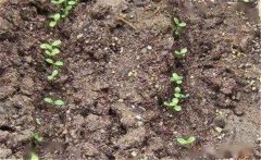 如何提高油麥菜產(chǎn)量?油麥菜種植技術(shù)要點簡介