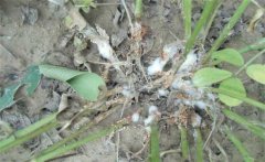 花生白絹病的傳播途徑！如何防治花生白絹病？