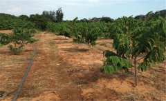 釋迦果種植需要哪些因素？釋迦果種植技術！