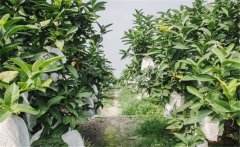 蓮霧種植為什么要套袋？蓮霧的套袋方法是什么